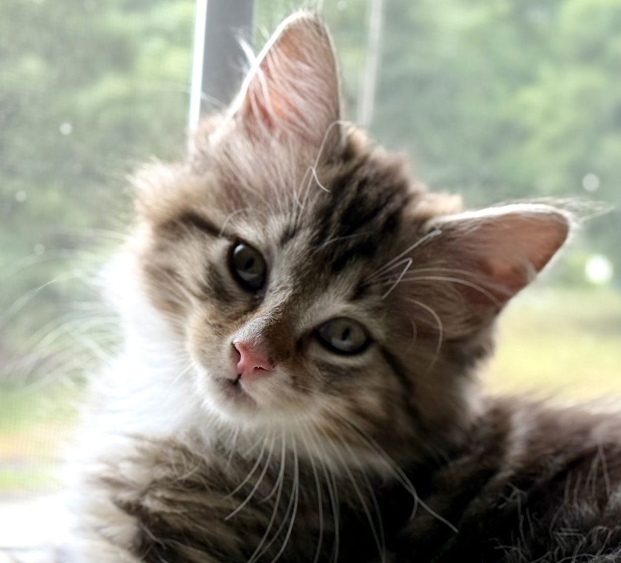 adoptable Cat in Hudson, MA named Oberon Chrome - must have a young cat buddy