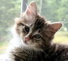 adoptable Cat in  named Oberon Chrome - must have a young cat buddy