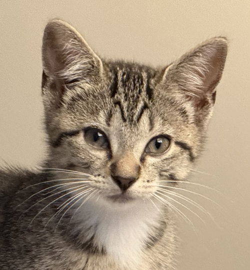 Cosmo Chrome - needs a young cat buddy