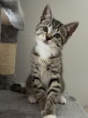Cosmo Chrome - needs a young cat buddy