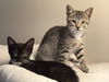 Cosmo Chrome - needs a young cat buddy