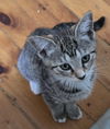 adoptable Cat in hudson, MA named Waldo - must adopt with Dickens