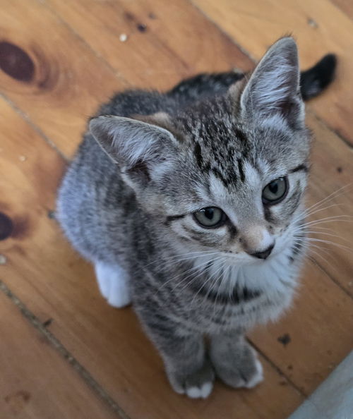 Waldo - must adopt with Dickens