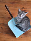 Waldo - must adopt with Dickens