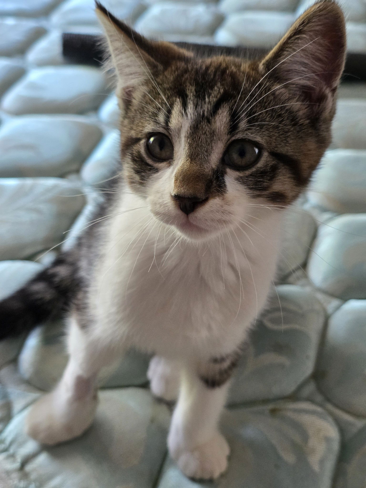adoptable Cat in Hudson, MA named Dickens - must adopt with Waldo