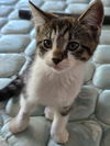 Dickens - must adopt with Waldo