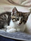 Dickens - must adopt with Waldo