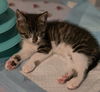 Dickens - must adopt with Waldo
