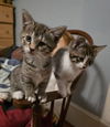 Dickens - must adopt with Waldo