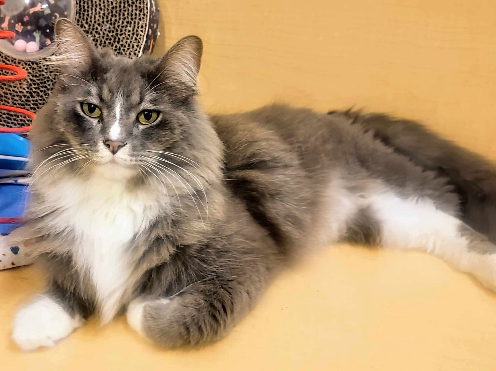 adoptable Cat in Hudson, MA named Acorn Kershaw