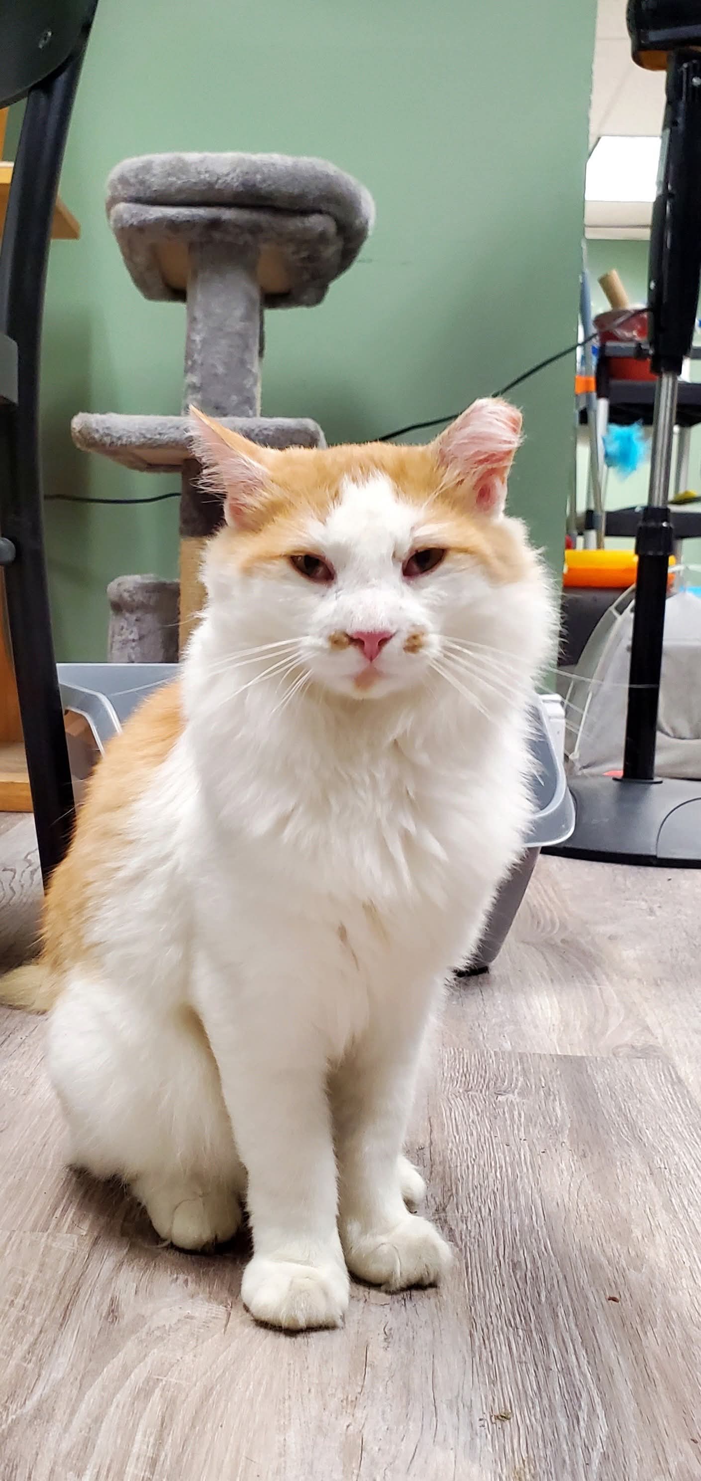 adoptable Cat in Hudson, MA named Cinco Kershaw