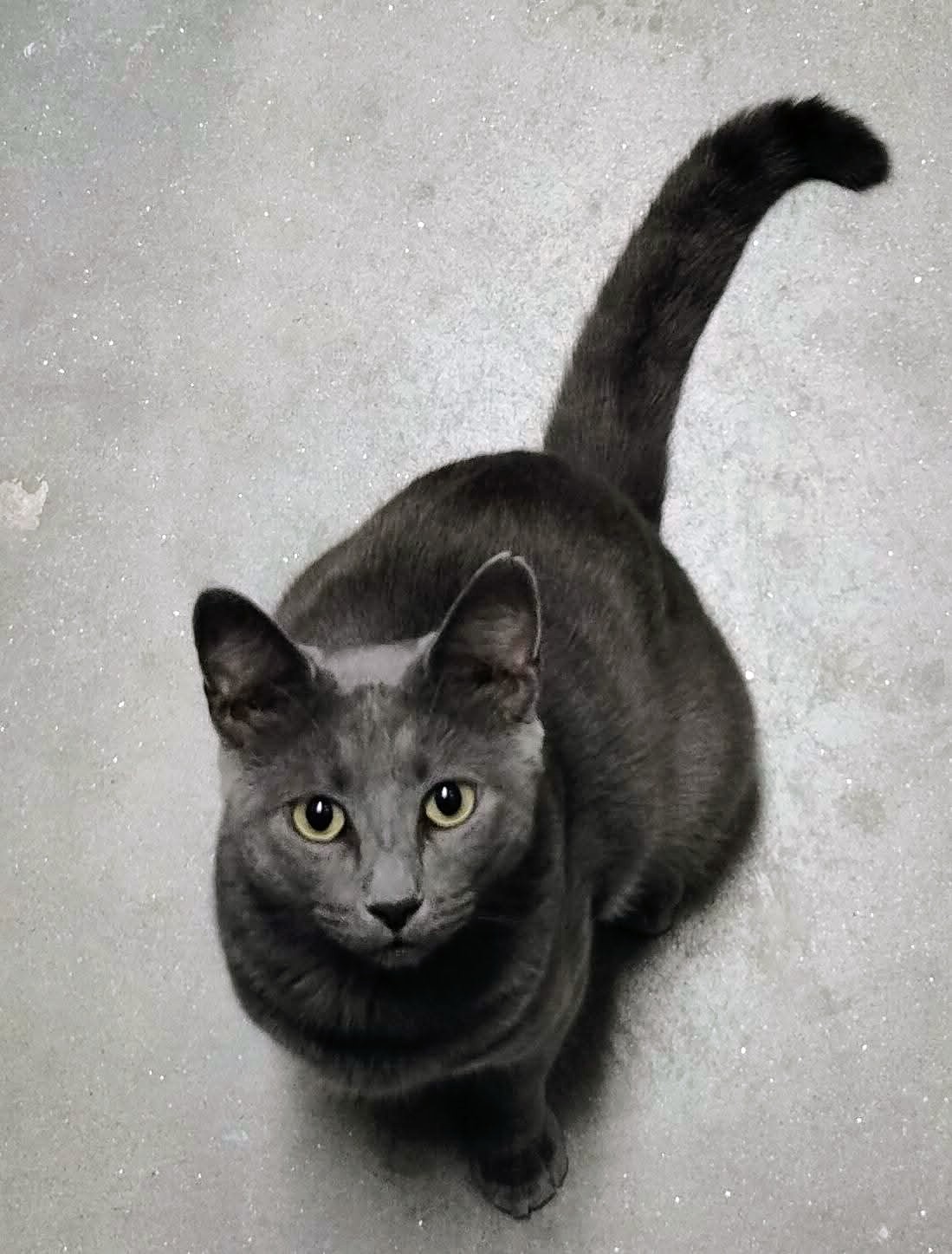 adoptable Cat in Hudson, MA named Finn Kershaw