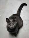 adoptable Cat in  named Finn Kershaw