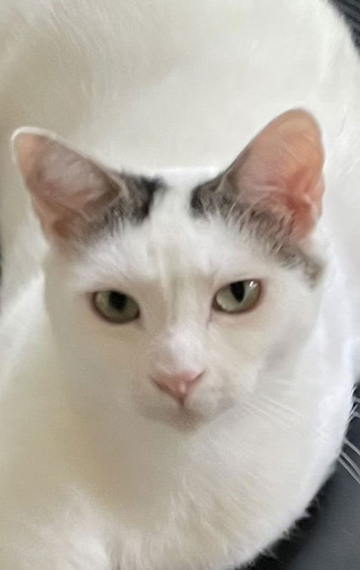 adoptable Cat in Hudson, MA named Rhea Kershaw