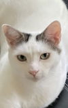 adoptable Cat in hudson, MA named Rhea Kershaw