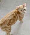 adoptable Cat in hudson, MA named Ralph Kershaw