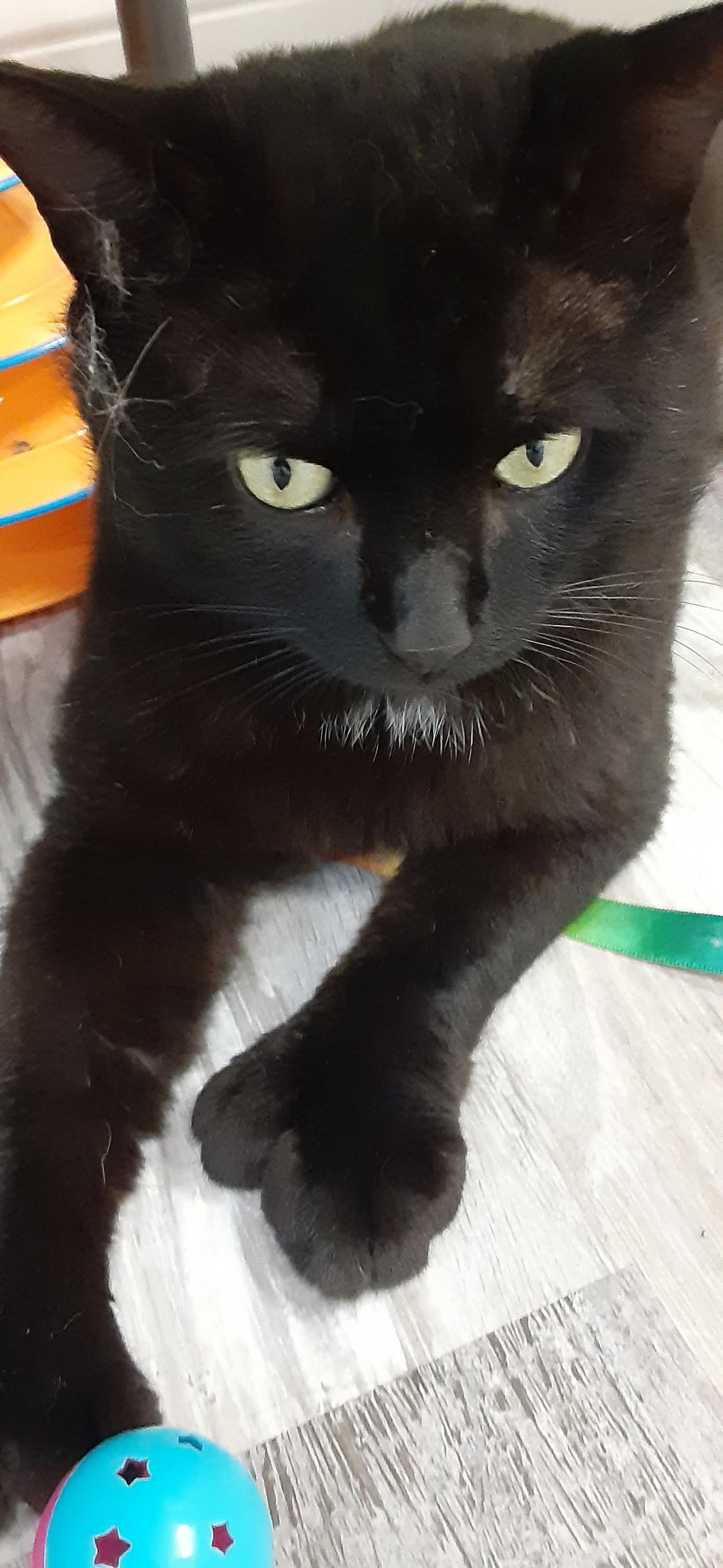 adoptable Cat in Hudson, MA named Inigo Montoya