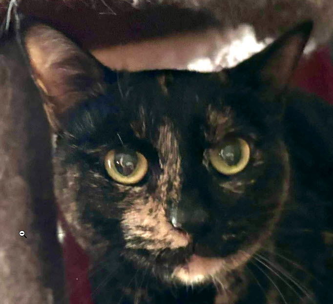 adoptable Cat in Hudson, MA named Skittles Kershaw