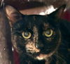 adoptable Cat in hudson, MA named Skittles Kershaw