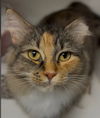 adoptable Cat in  named Omelette Kershaw