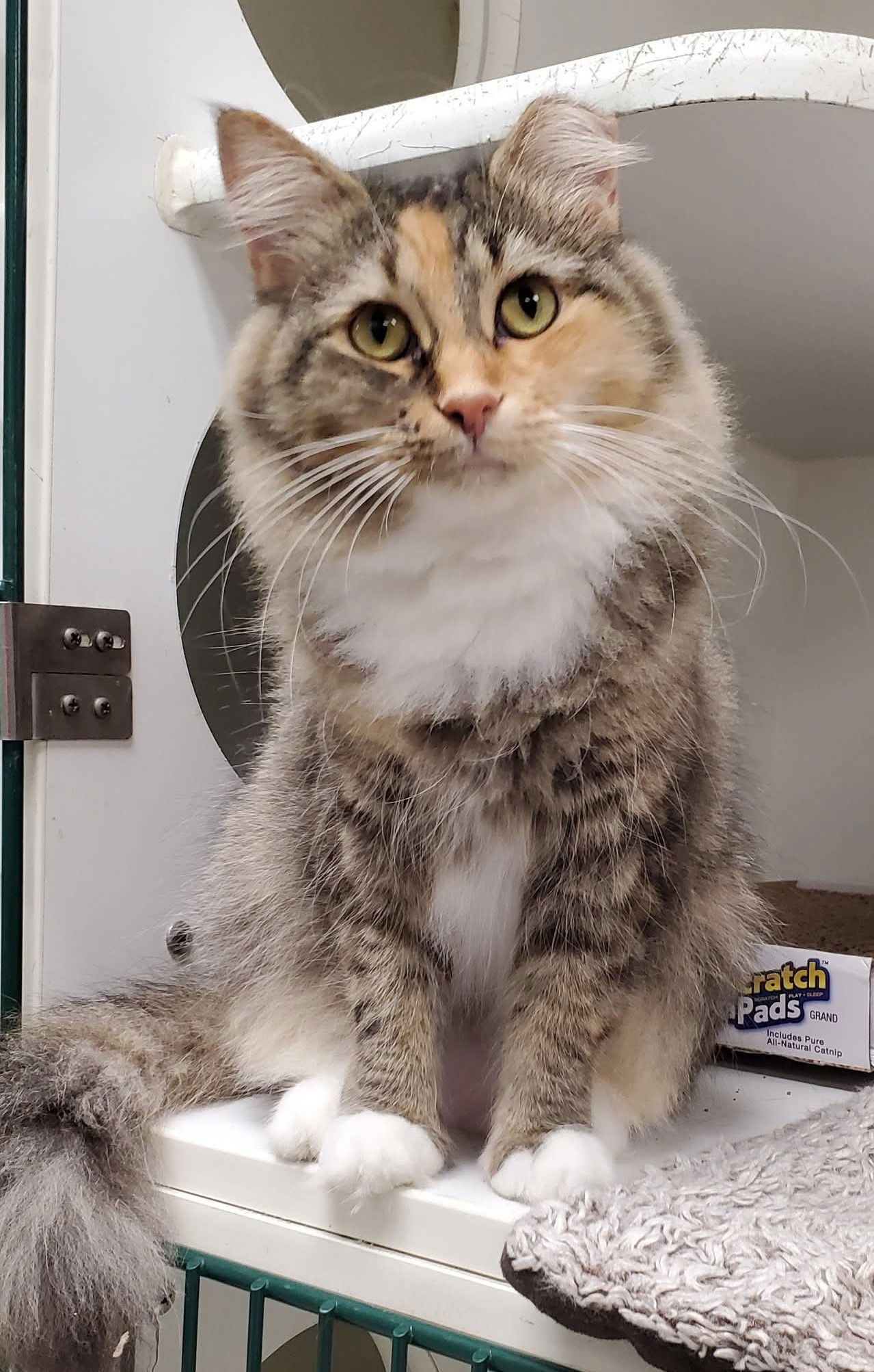 adoptable Cat in Hudson, MA named Omelette Kershaw