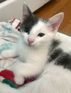 adoptable Cat in , MA named Cloud Waterbury - adopt with a sibling