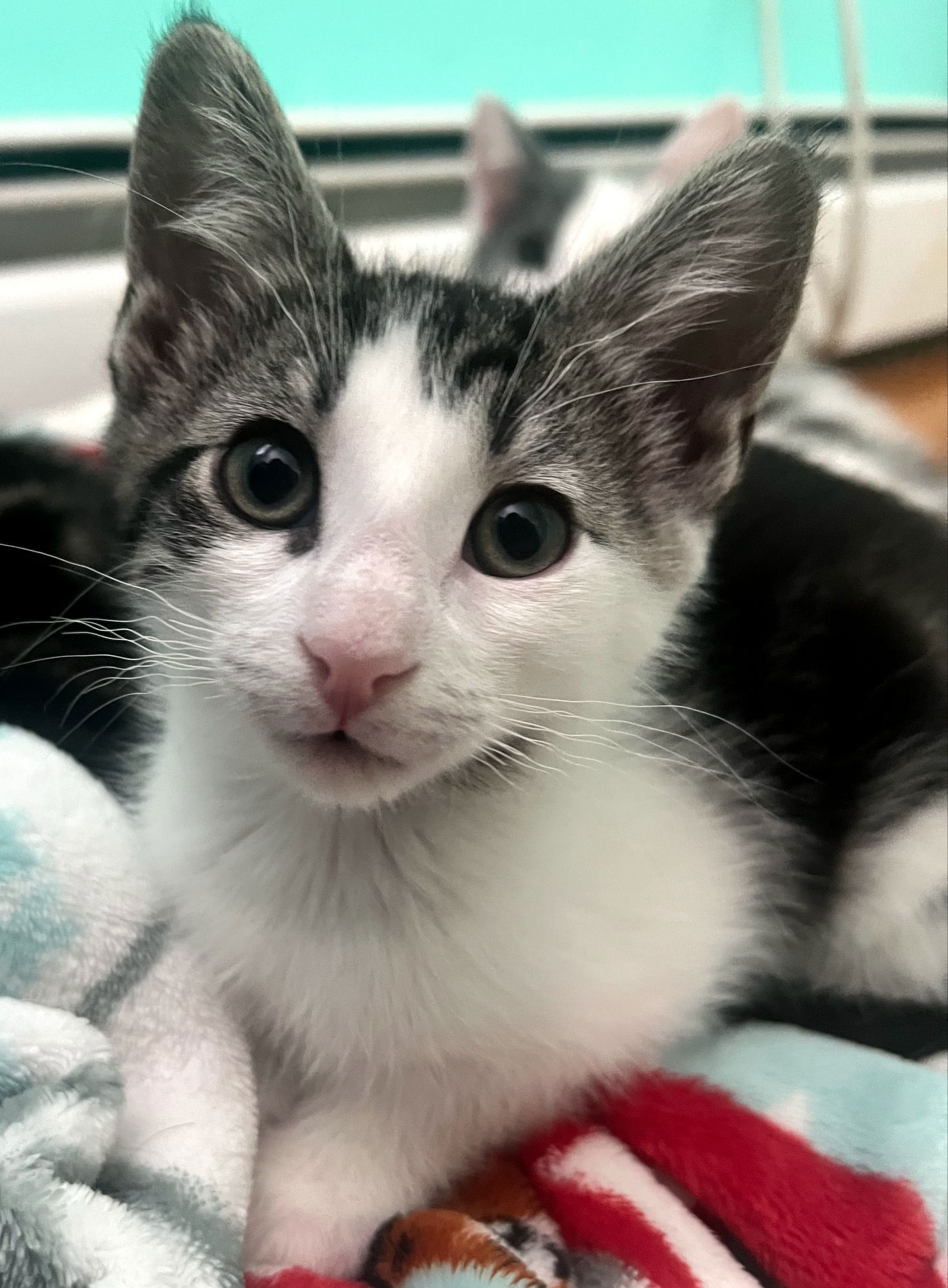 adoptable Cat in Hudson, MA named Pepper Waterbury - adopt with a sibling