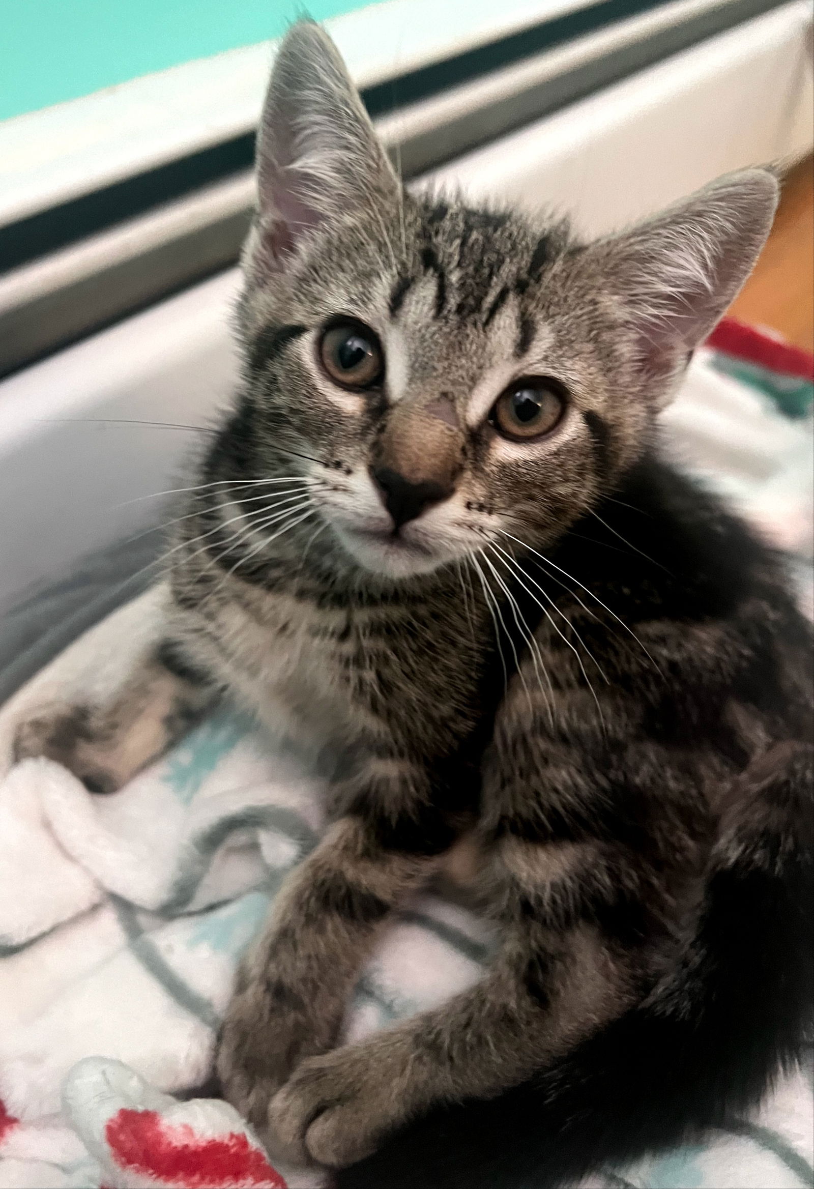 adoptable Cat in Hudson, MA named Tigger Waterbury - adopt with a sibling