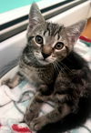 adoptable Cat in , MA named Tigger Waterbury - adopt with a sibling