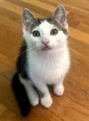 adoptable Cat in , MA named Salt Waterbury - adopt with a sibling