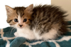 Myla Lowell (needs a young cat buddy)