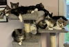 Myla Lowell (needs a young cat buddy)