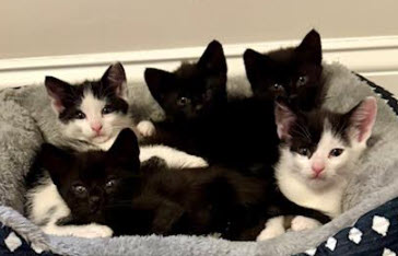 Cats for Adoption in Chelsea, Massachusetts | Alpha Paw