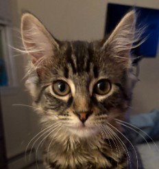 Preston Littleton - must adopt with Mabel