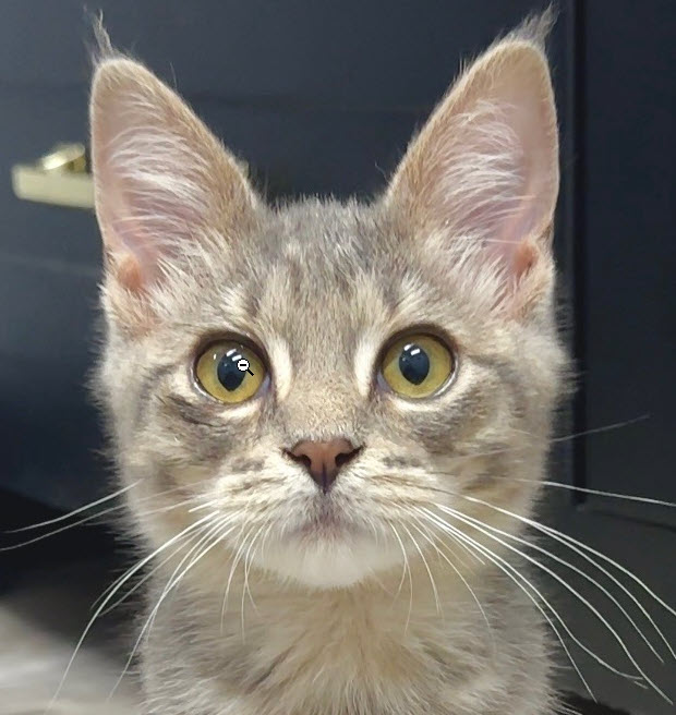 Nickel Beacon (needs young cat pal)