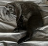 Kona