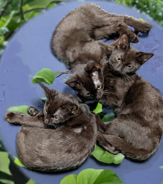Nani Thayer - needs a young cat buddy
