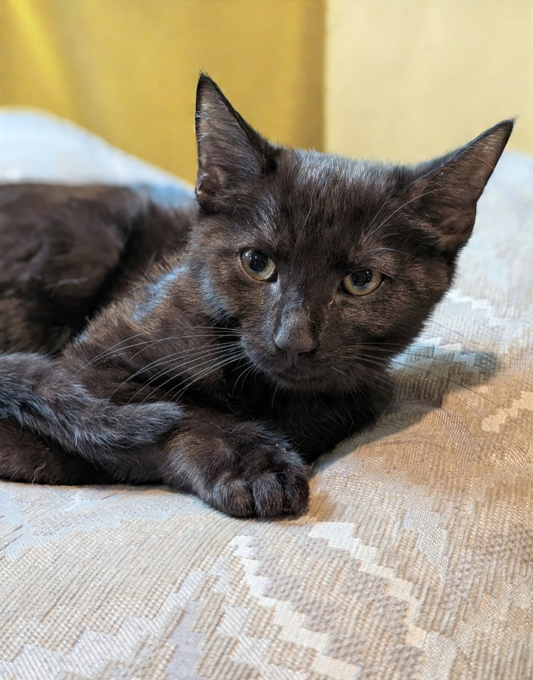 Nani Thayer - needs a young cat buddy Image