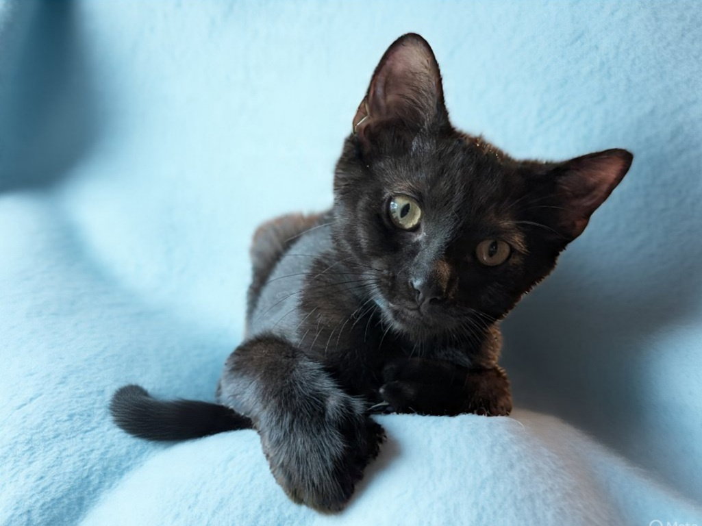 Stitch Thayer - must have a young cat buddy Image