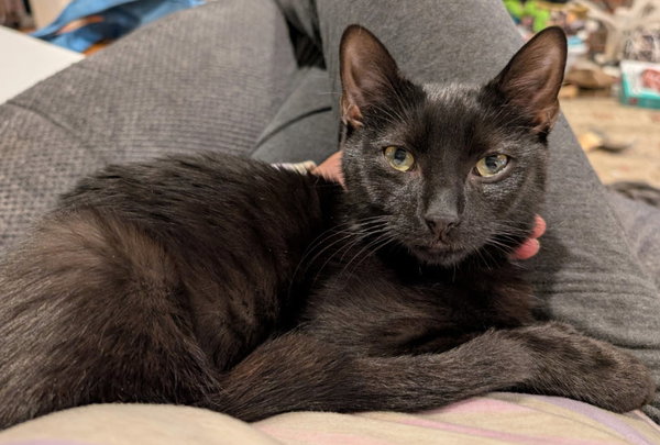 Stitch Thayer - must have a young cat buddy