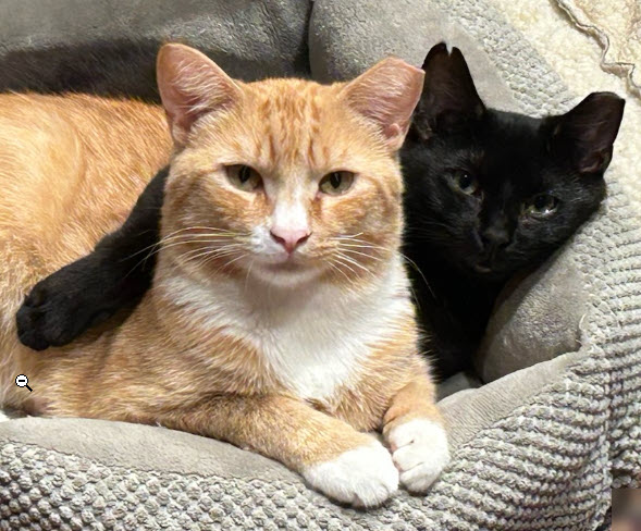 Scraps Beacon - FIV+ -must adopt with Elvira