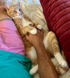 Scraps Beacon - FIV+ -must adopt with Elvira