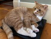 Scraps Beacon - FIV+ -must adopt with Elvira