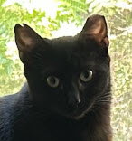 Elvira Beacon - must adopt with Scraps Image