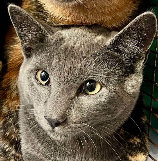 Bolt Whitten (must adopt with Lightning) Image
