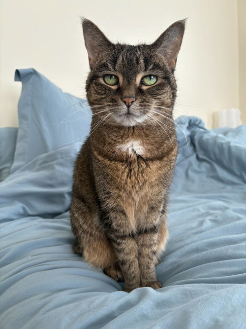 IVY BELLA JONES - Domestic Short Hair available for adoption
