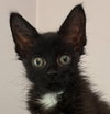 Morel Burg - needs a young cat buddy