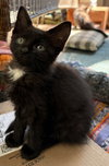 Morel Burg - needs a young cat buddy