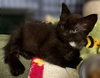 Morel Burg - needs a young cat buddy