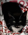 Tobias Stanton - must adopt with Violet